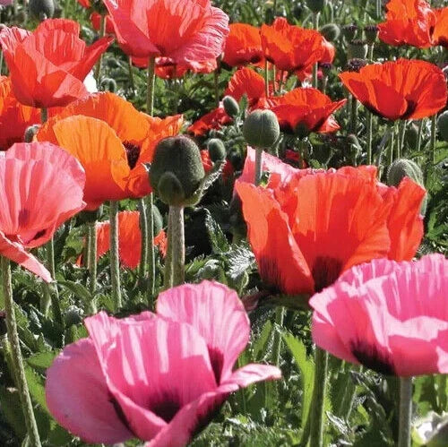 Semi-Dwarf Poppy Seeds - Papaver orientalis 'Pizzicato' - Colorful Flowering Perennial for Gardens, 25 Seeds