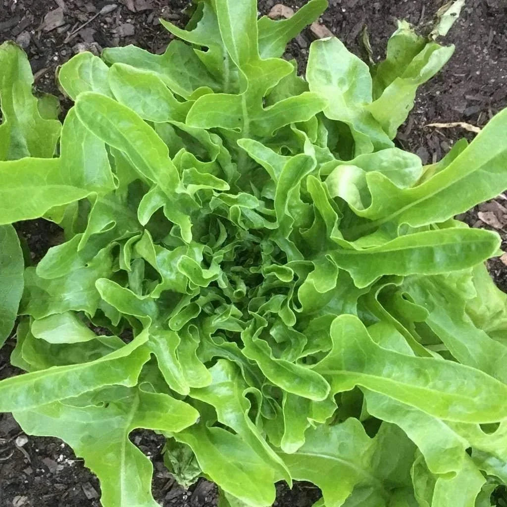 Oakleaf Lettuce Seeds - Organic Lactuca sativa var. crispula for Home Gardens, Containers & Raised Beds