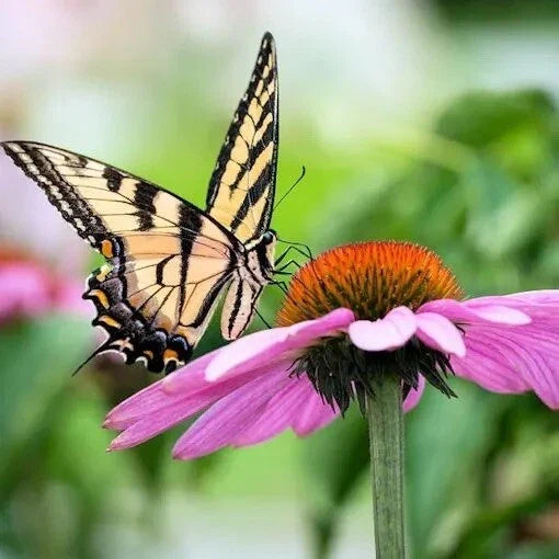 Purple Cone Flower Seeds - 200 Count - Echinacea Purpurea - Vibrant Purple Blooms for Gardens & Pollinators