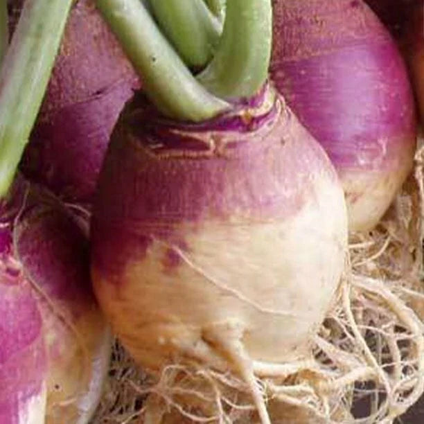 Rutabaga Seeds - American Purple Top Variety - Organic Brassica napus for Planting - 100 Seeds