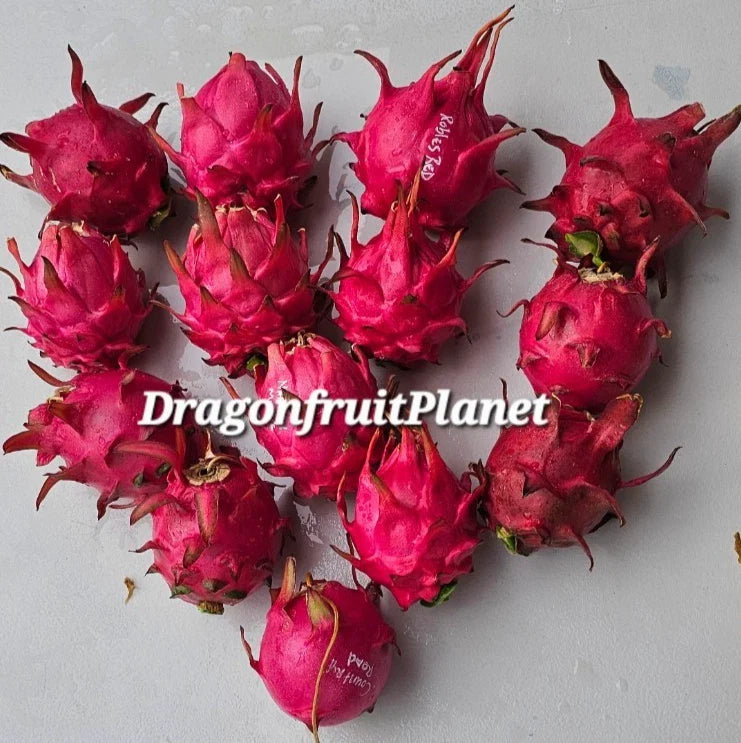 Dragon Fruit Cuttings 12-18 Inches | Over 20 Varieties Hylocereus spp. for Gardening & Container Planting