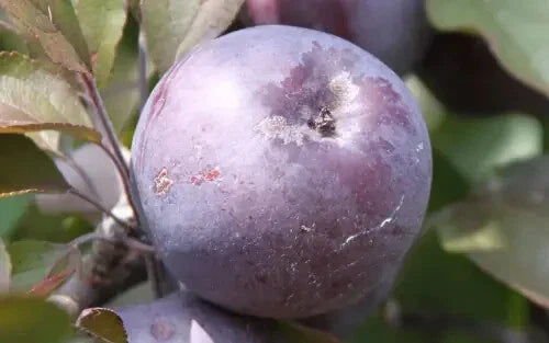 25+ Roberts Crabapple Seeds - Malus coronaria - USA - Ornamental & Landscaping