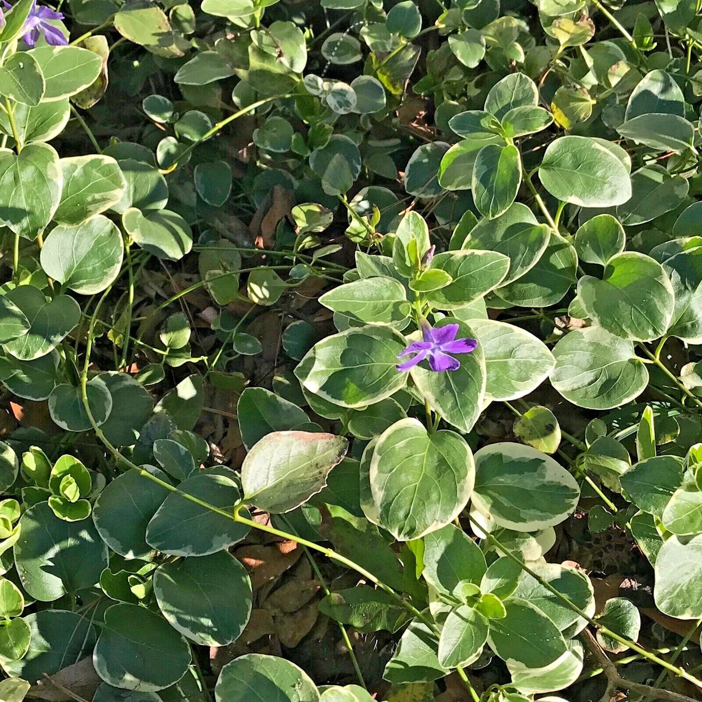Variegated Vinca Groundcover Starter Vines with Lavender Flowers - Vinca minor Rooted Plants