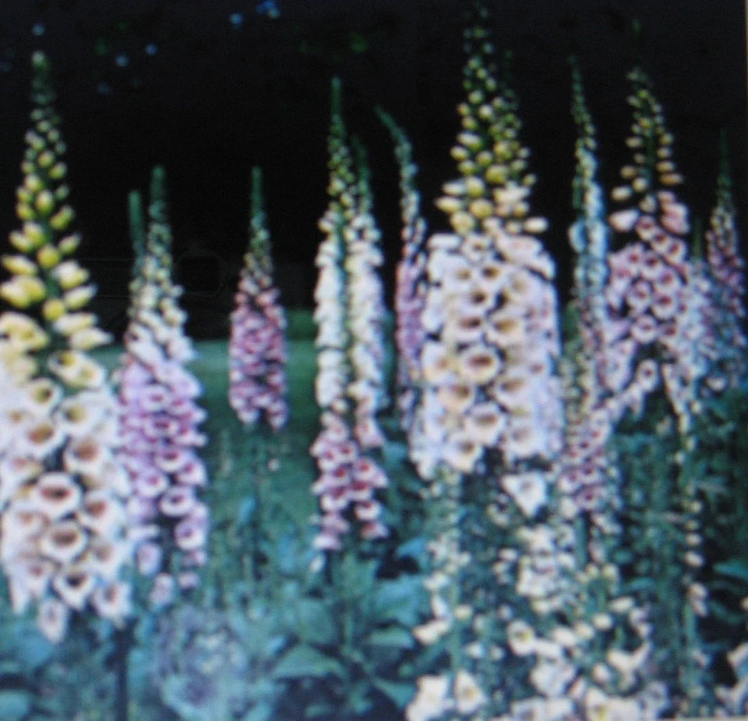Digitalis purpurea Foxglove Seeds - Mixed Colors, Easy Care, Dramatic Spikes, Attracts Hummingbirds, Seed Packet