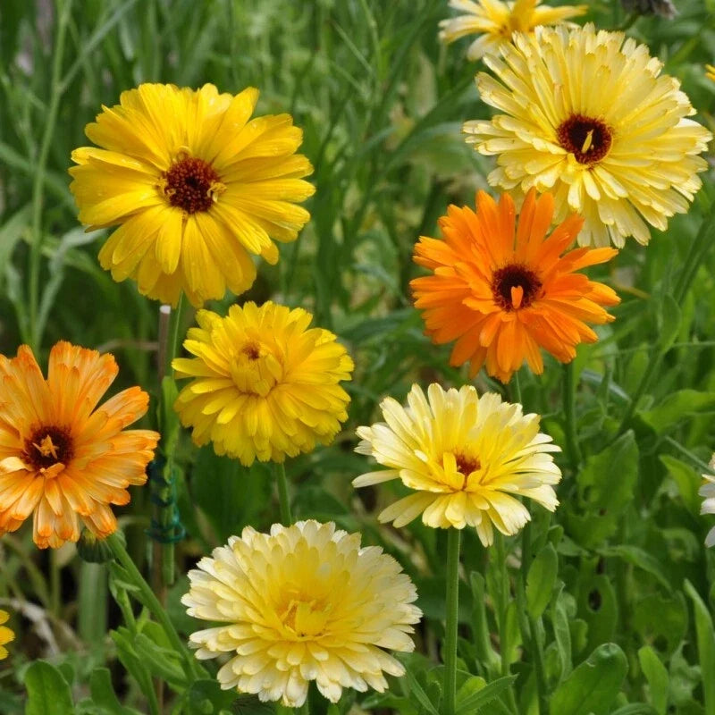 Calendula Seeds | Pacific Beauty Mix | Edible Flowers | Heirloom Calendula officinalis | Full Sun Annual Seed Pack
