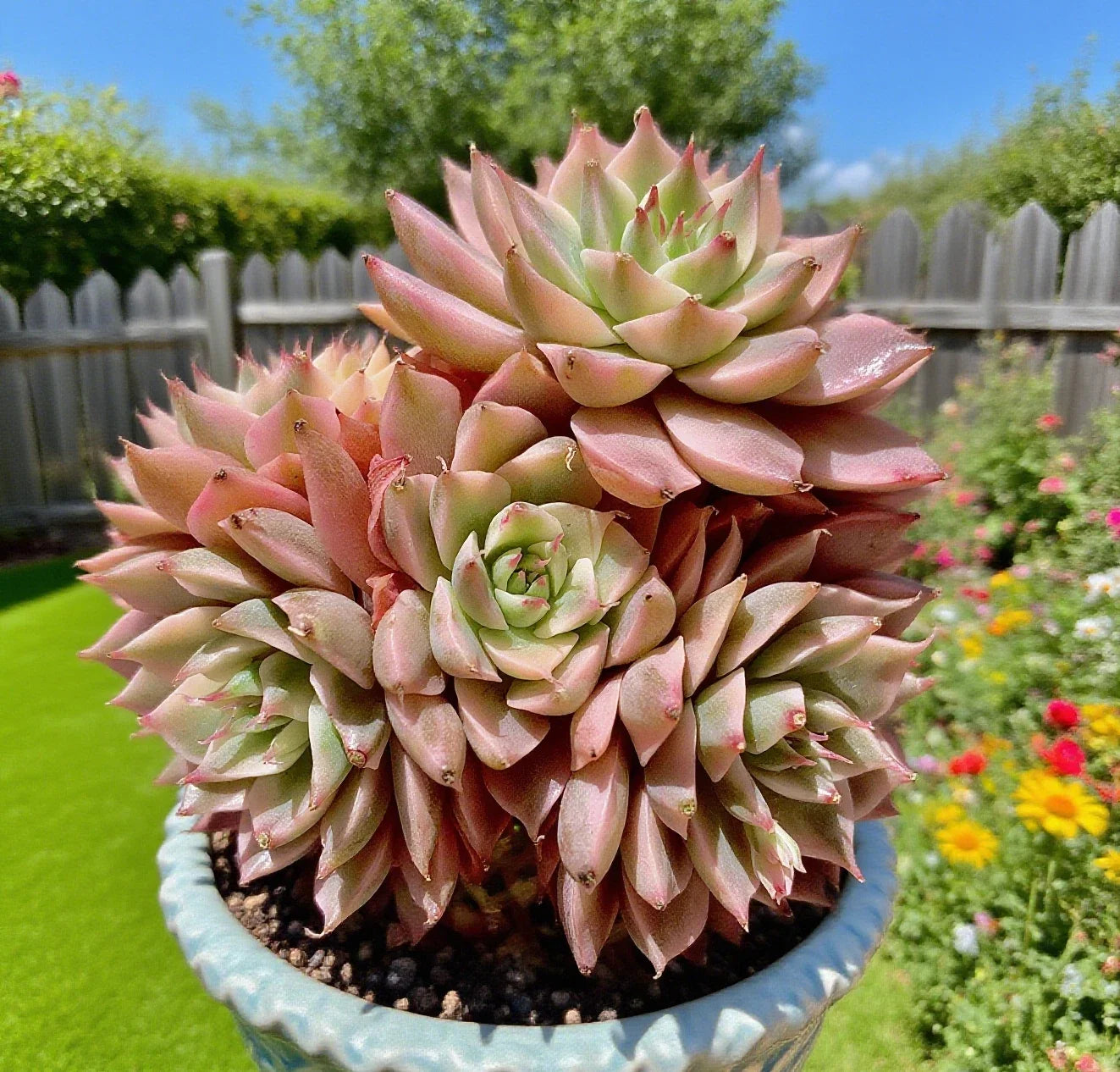 Rare Margaret Succulent Plant – 2.5-3 Inch Easy Care Live Succulent Bare Root for Home Decor and Gift