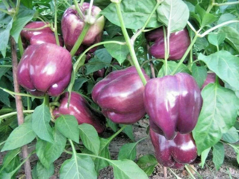 Purple Beauty Bell Pepper Seeds - 30+ Sweet Capsicum Annuum Heirloom Seeds USA Grown