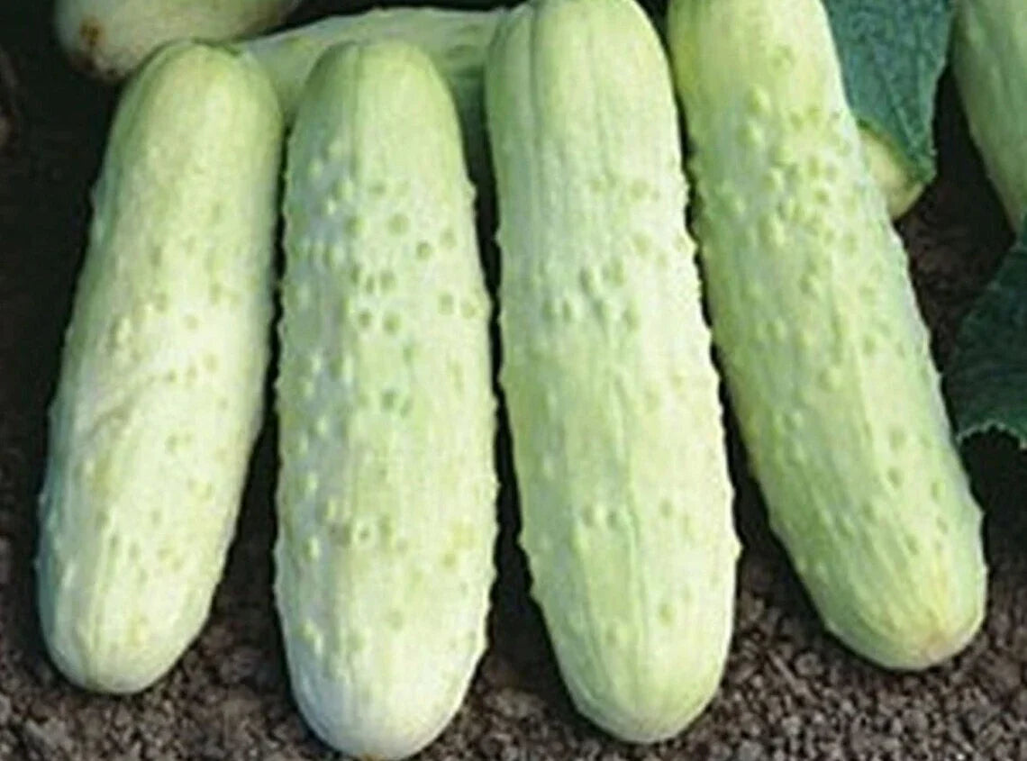 White Wonder Cucumber Seeds - 100+ Heirloom Organic Non-GMO Cucumis sativus
