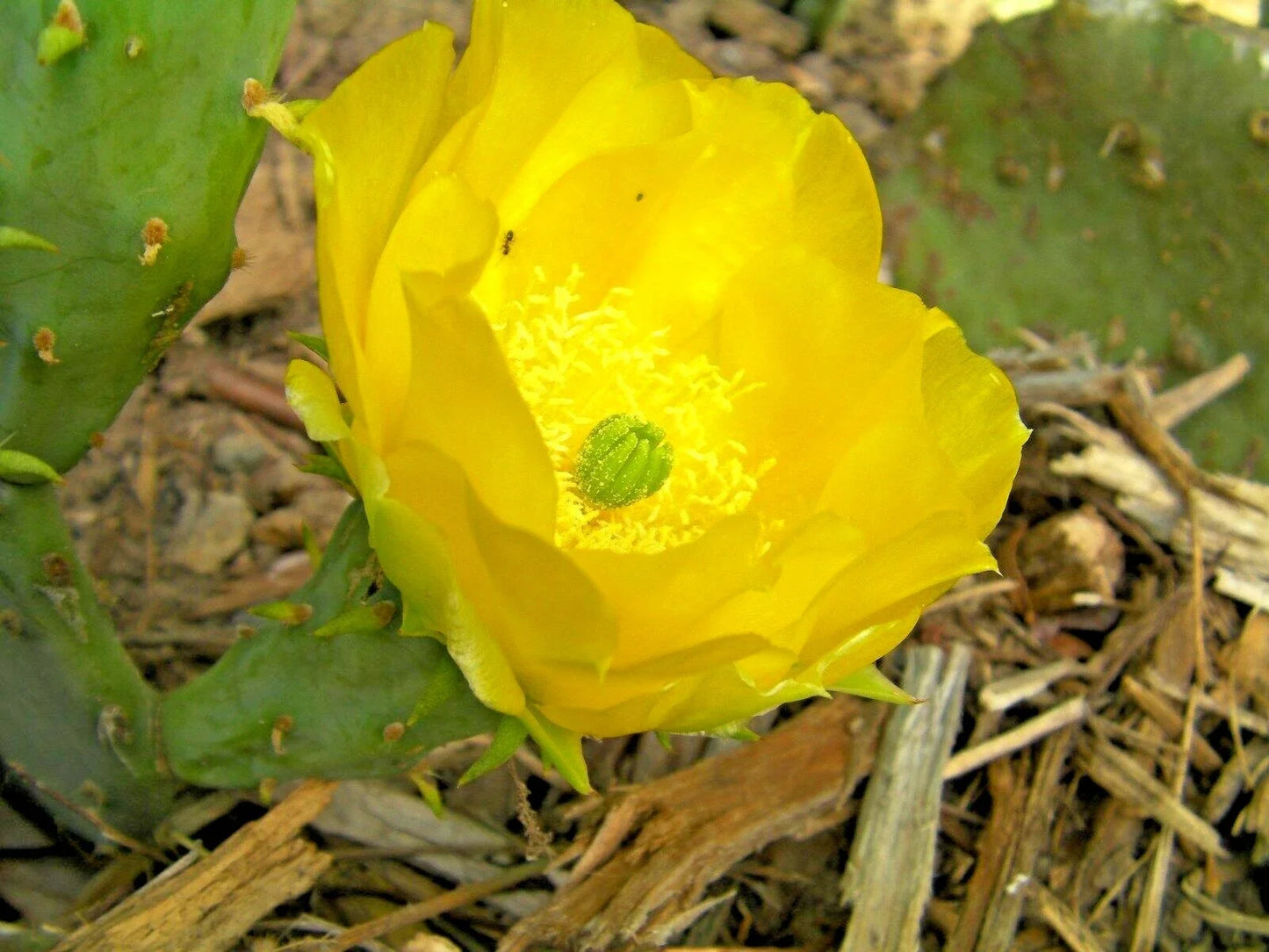 Hardy Opuntia Violacea Purple Santa Rita Prickly Pear Cactus - Rooted Succulent Plant, Drought-Tolerant, Full Sun, Zone 9-11