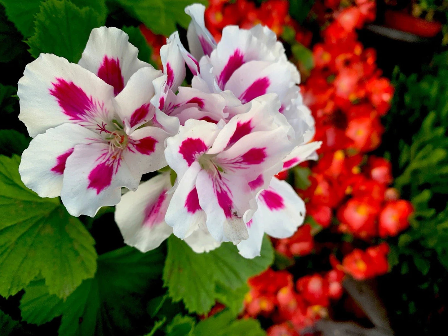 Rare Geranium Cuttings, 6-Inch Pelargonium spp. White/Pink Starter Plants for Garden & Container