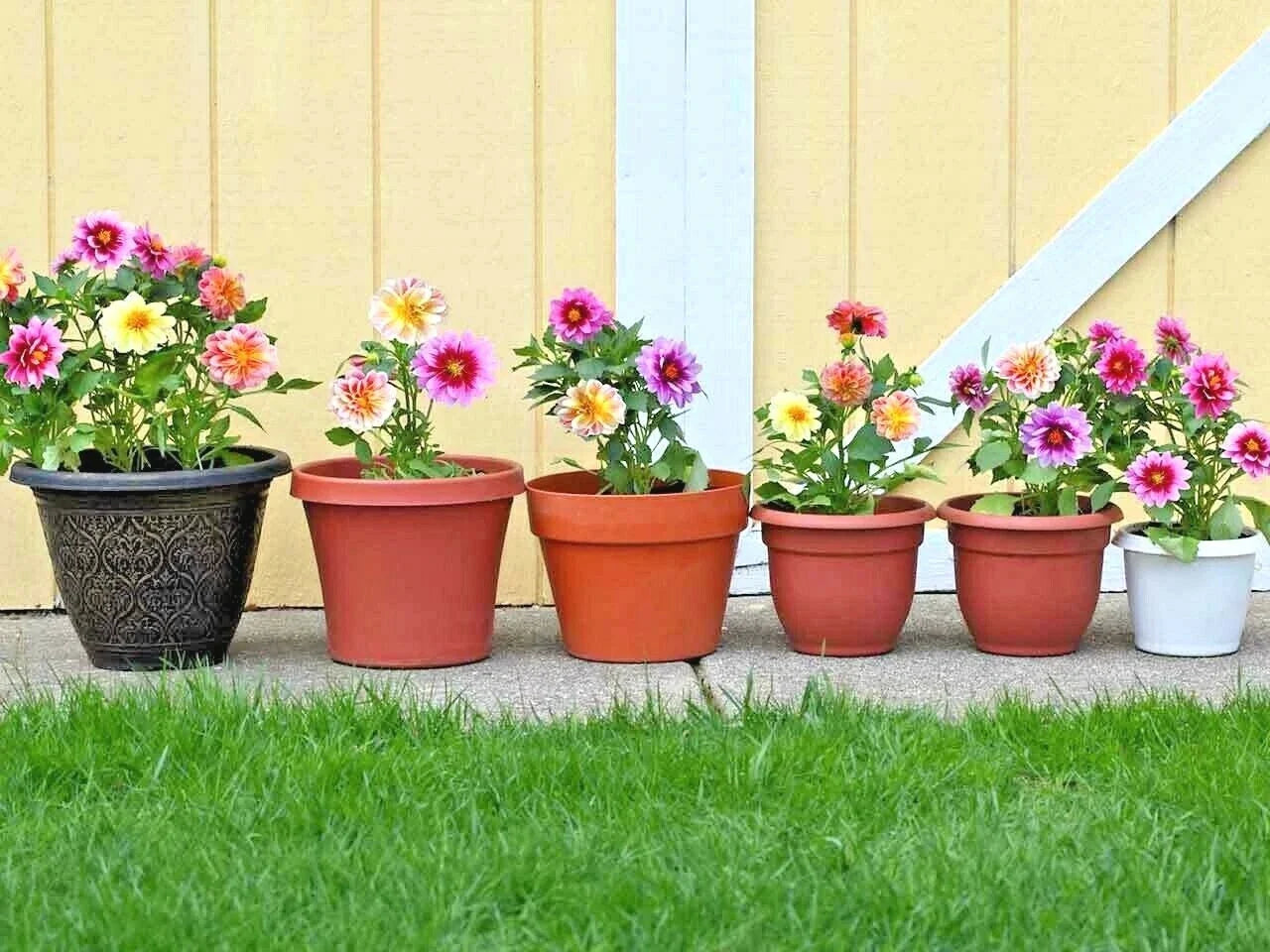 Dwarf Dahlia Seeds - Patio Mix for Container Gardening - Colorful Summer Flowers - Dahlia pinnata