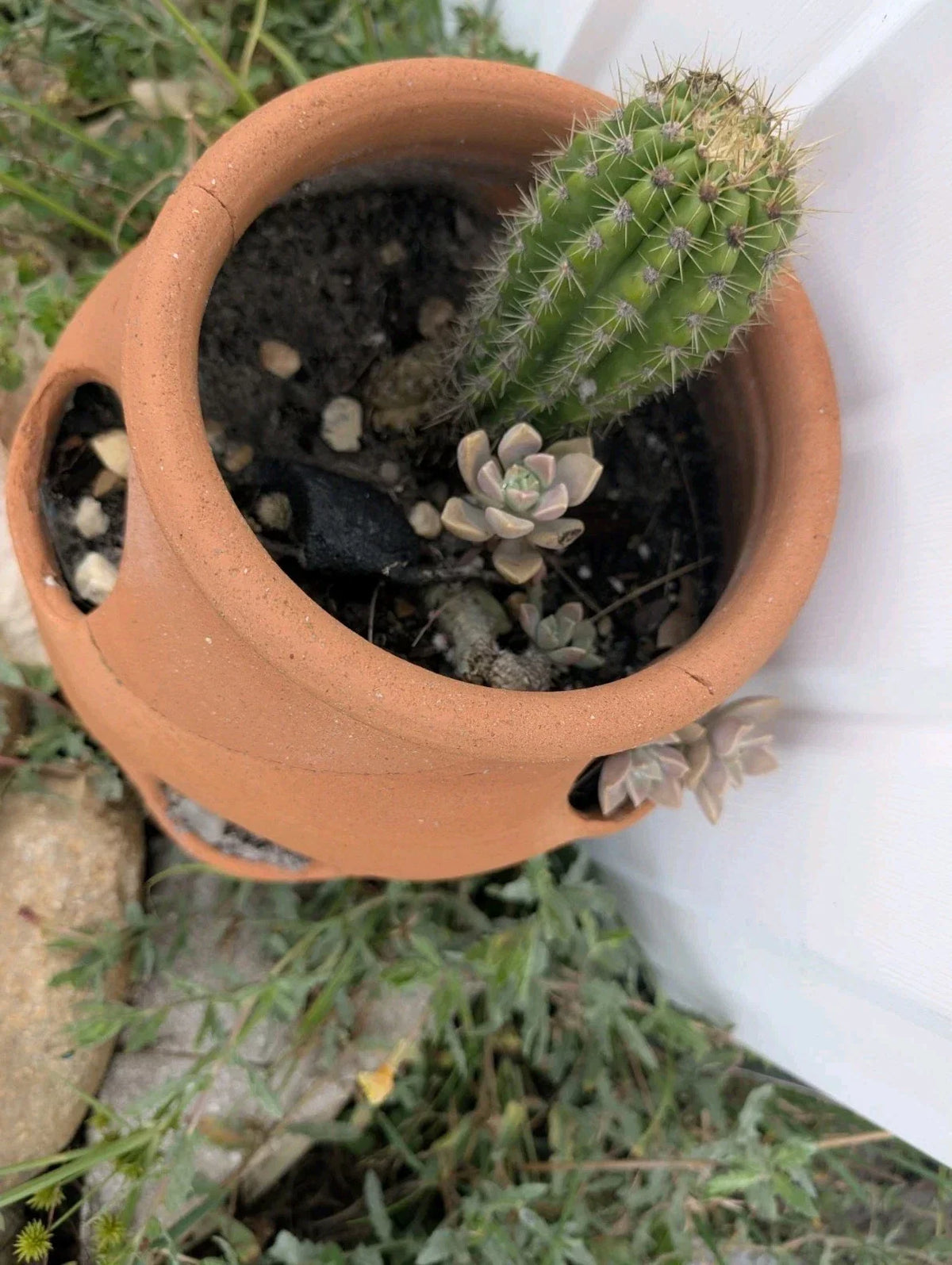 Live Torch Cactus Cuttings 1-3in Tall Echinopsis Spachiana Single Pups for Home Decor & Gardening