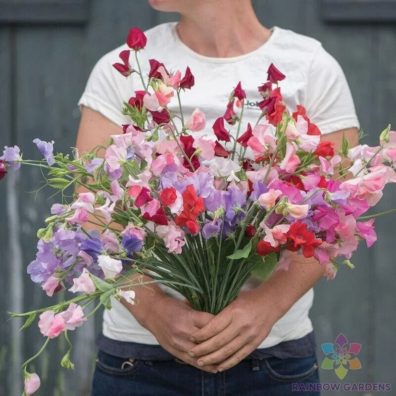 Sweet Pea Seeds - 50+ Elegance Formula Mix - Lathyrus odoratus Garden Climbing Vine for Fences & Cut Flowers