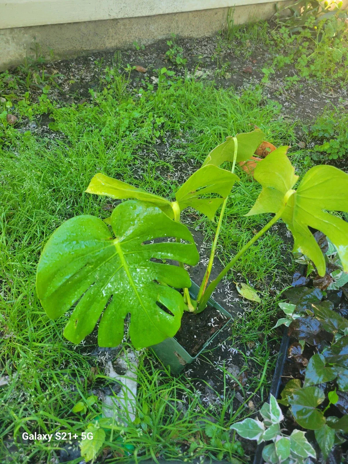 Large Monstera Deliciosa Rooted Cutting - Tropical Indoor Swiss Cheese Plant