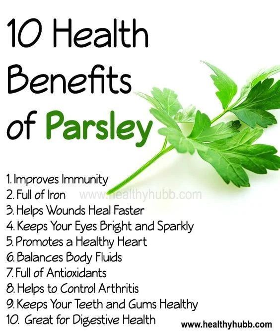 Forest Green Parsley Seeds - 500 Non-GMO Open Pollinated Petroselinum crispum for Culinary Gardens