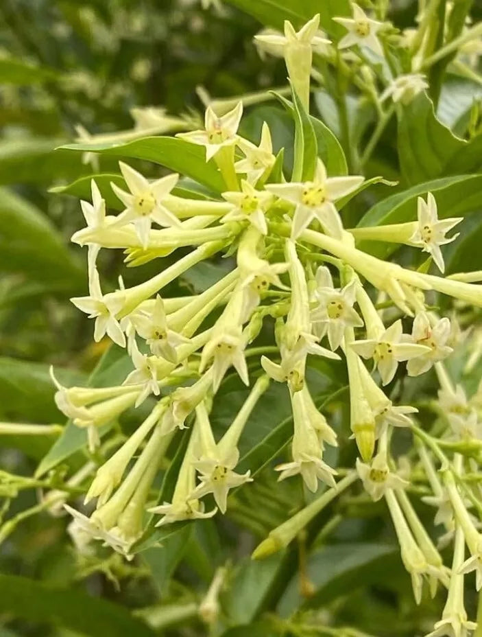 Night Blooming Jasmine Live Plant – Fragrant Cestrum Nocturnum Shrub for Garden or Patio