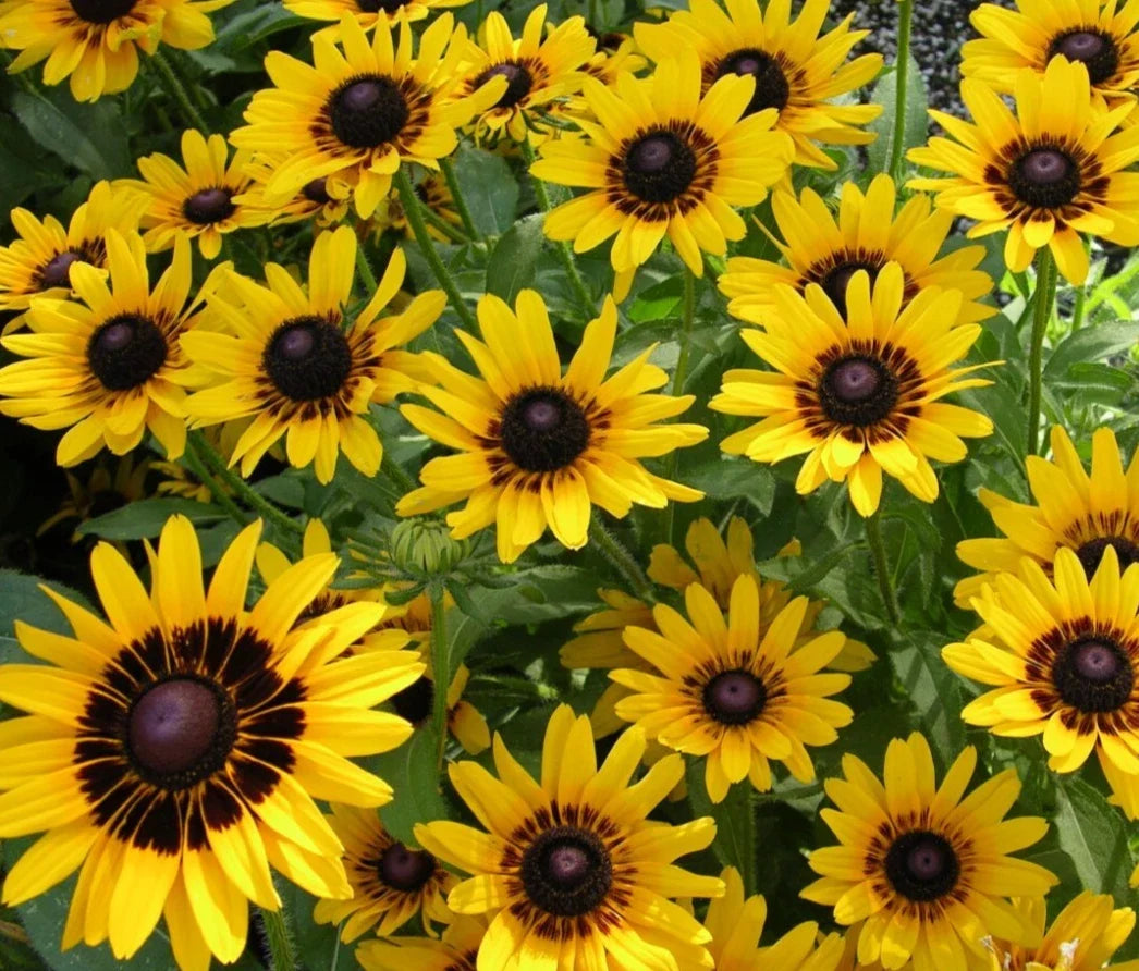 Rudbeckia Denver Daisy Seeds - 20 Count, Bright Yellow Flowers, Easy to Grow Perennial, Black-Eyed Susan, Rudbeckia hirta