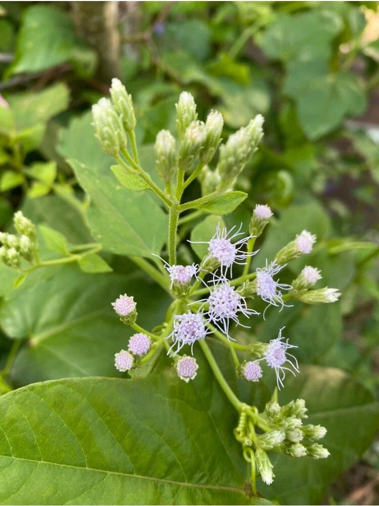 Jack The Bush Cuttings - 15 Organic Chromolaena Odorata for Butterfly Gardens, No Soil or Roots