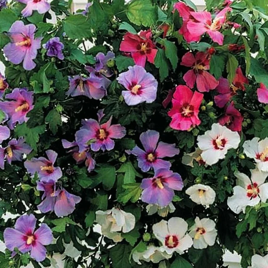 Hibiscus Syriacus Cuttings - Unrooted Hardy Hibiscus Assorted Colors - 10 Pieces for Garden Planting