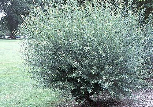 Willow Bush Cuttings 2 Pack Salix purpurea for Basket Weaving and Crafting | Flexible Sturdy Branches