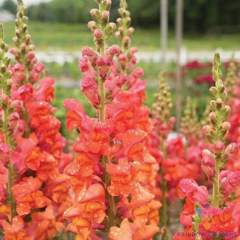 Monaco Orange Snapdragon Seeds - 1000+ Count, Antirrhinum majus, Vibrant Garden Flowers, Easy to Grow, Free Shipping USA
