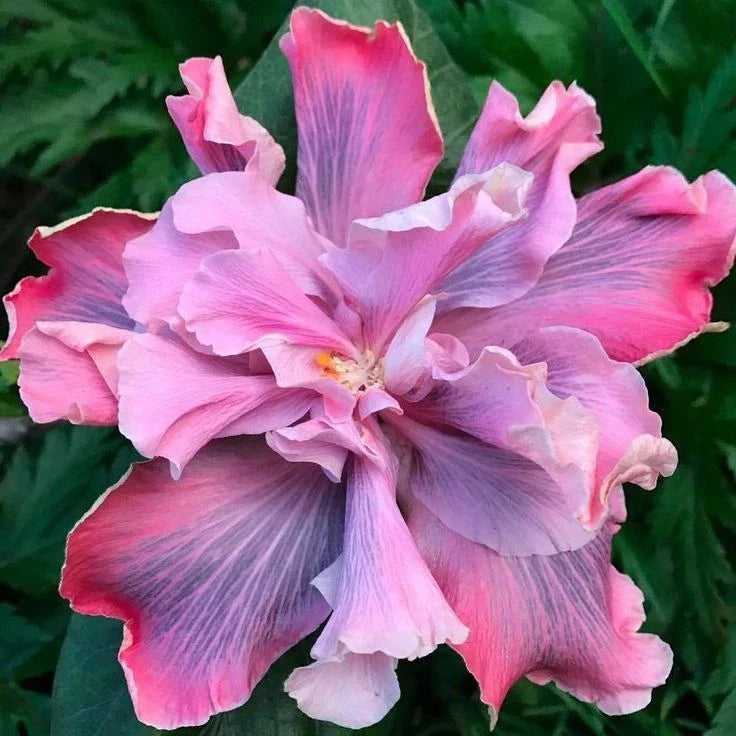 Rooted Tropical Hibiscus Plant - Marianne Charleton Bare Root Hibiscus rosa-sinensis for Garden or Indoor Use