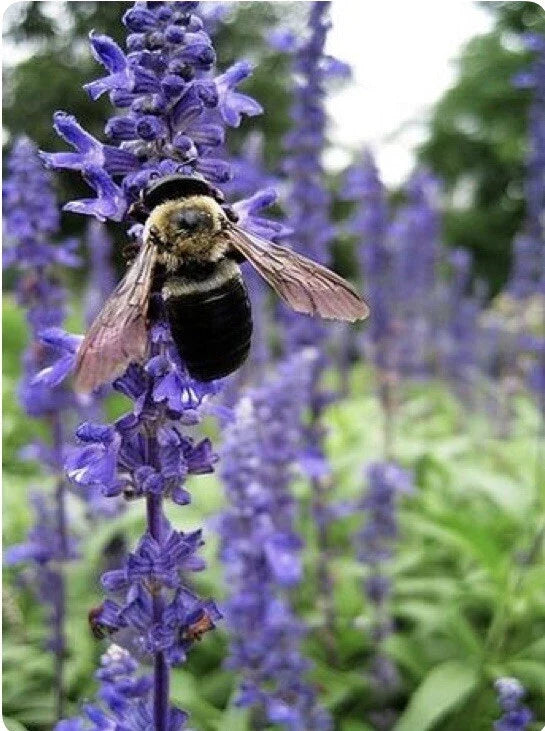 Hyssop Seeds - 200+ Pack for Culinary & Medicinal Use - Hyssopus officinalis Herb Seed