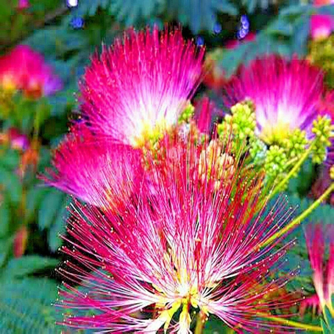 Mimosa Tree Seeds - Persian Pink Silk Flower - Albizia julibrissin - Bonsai & Garden Plant Seeds