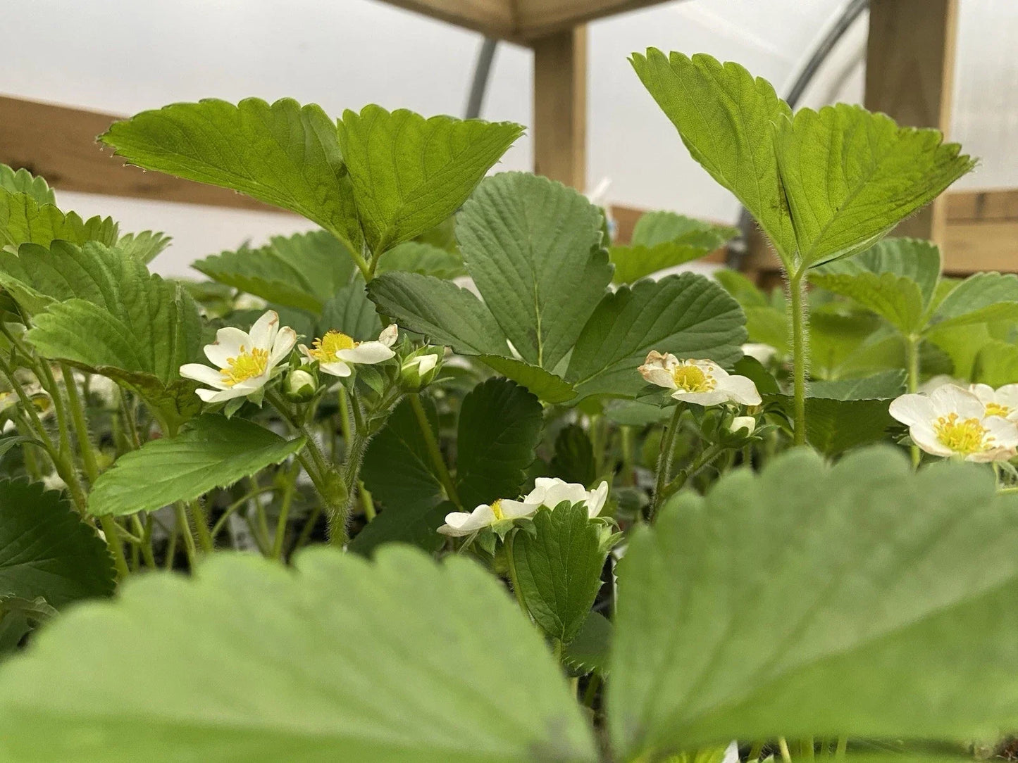 June Bearing Strawberry Plants - Bare Root 10 Pack - Fragaria x ananassa for Outdoor Garden, Fresh Fruit, Spring 2025