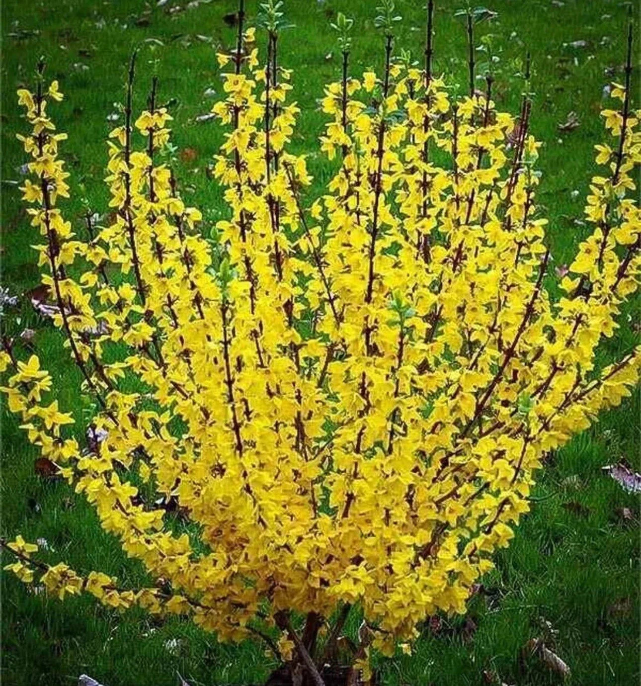 Forsythia Bush Live Plant - 10-12 Inch Bare Root with Bright Yellow Blooms - Forsythia × intermedia
