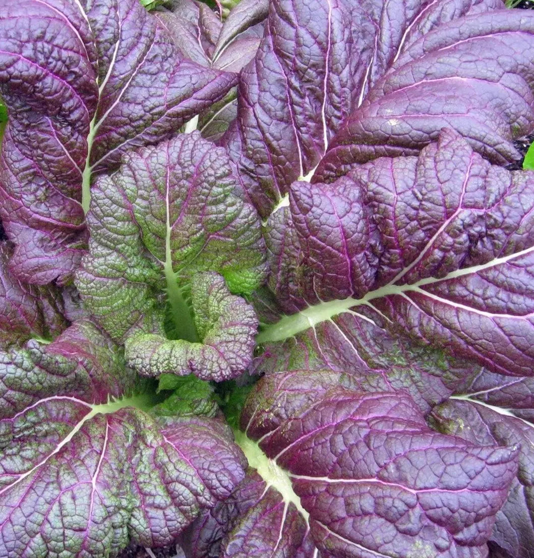 Osaka Purple Mustard Seeds 300+ Heirloom Brassica juncea - Asian Culinary Vegetable