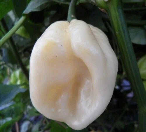White Habanero Pepper Seeds - 20+ Hot Capsicum chinense Seeds - Free Shipping