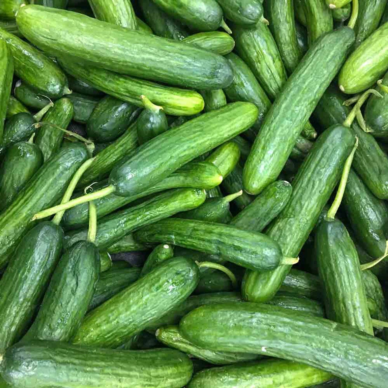 Beit Alpha Cucumber Seeds – Non-GMO Persian Variety for Vegetable Garden, Cucumis sativus, Crisp, Dark Green, High Yield