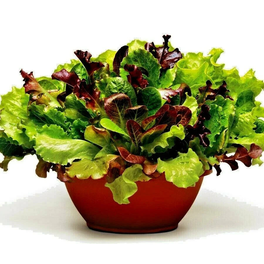 Gourmet Salad Mix Seeds - Organic Leaf Lettuce Blend for Containers & Gardens - Non-GMO, Easy to Grow, Lactuca sativa Seed Packet