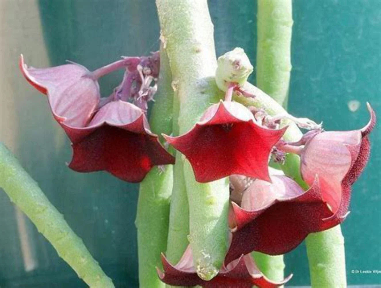Huernia Pendula Plant - 3.5" Pot - Bootlace Succulent - Blooming Size - Unique Trailing Cactus