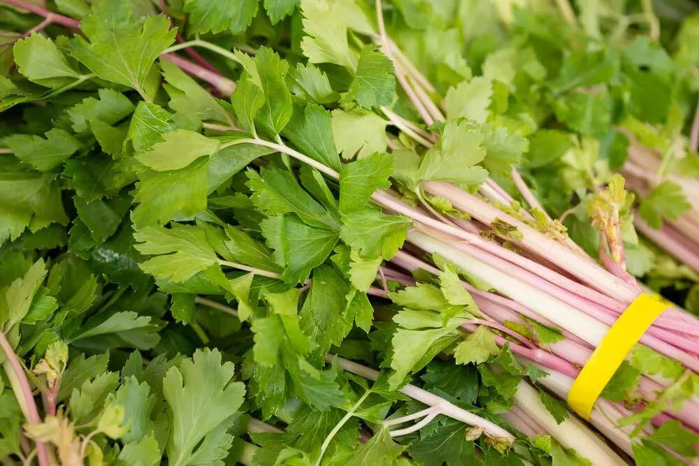Pink Celery Seeds - Heirloom Chinese Variety, Non-GMO, Organic Apium graveolens, Cool-Season Vegetable Seeds