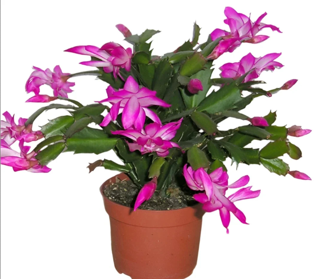 Christmas Cactus Live Plant in 4" Pot with Purple Flowers | Zygocactus Succulent Indoor Plant