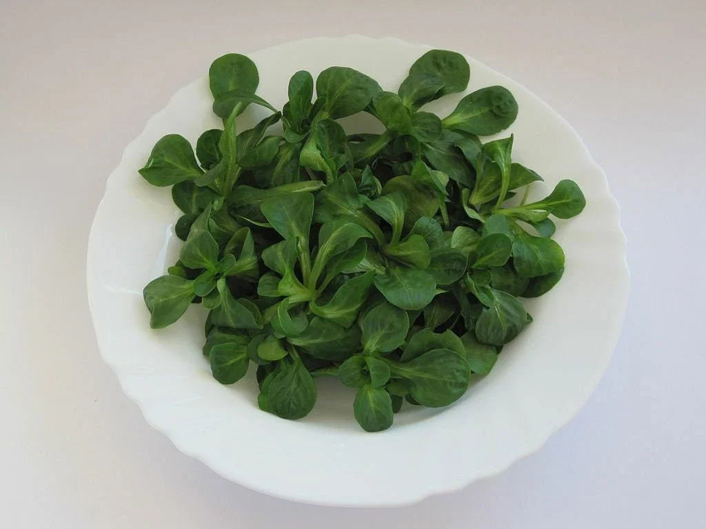 Dutch Corn Salad Seeds - Organic Valerianella Locusta Herb - Non-GMO Salad Greens Seeds for Home Gardening