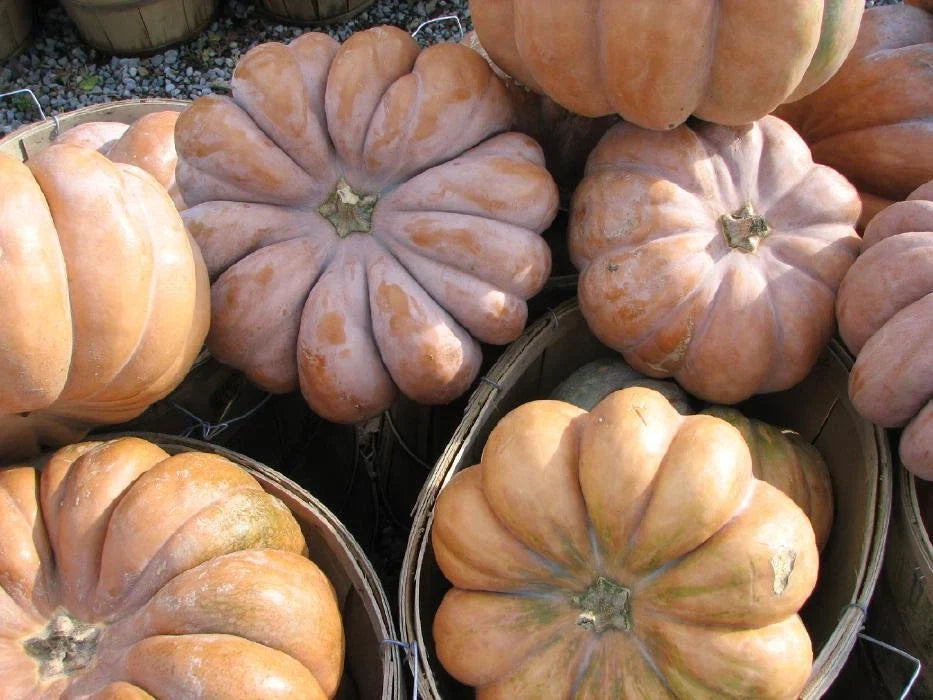 Pumpkin Seeds - Long Island Cheese Heirloom Variety - Cucurbita moschata - Sweet Flavor, Decorative Shape, Pack of Seeds