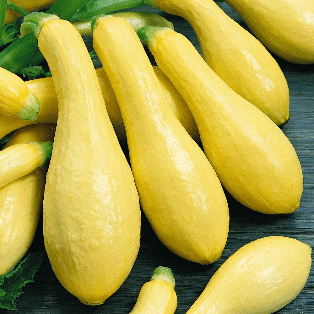 Straightneck Squash Seeds 30 Ct - Early Prolific Yellow Vegetable Cucurbita pepo