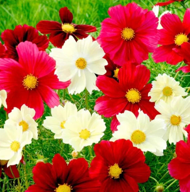 Cosmos Seeds - 100 Non-GMO Rubies Sunshine Red Flowers for Pollinators & Butterflies - Cosmos bipinnatus