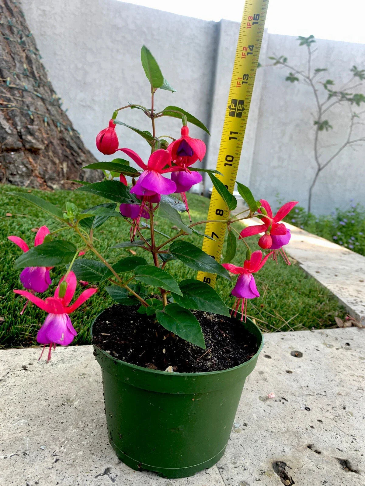 Blue Eyes Fuchsia Live Plant - 12 Inch Well-Rooted in 6 Inch Pot