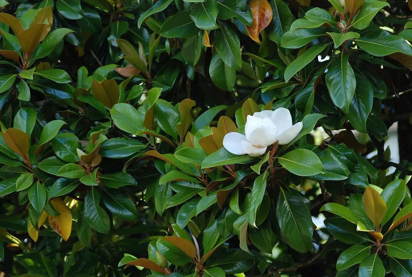 Super Rare Magnolia 'St. Mary' Cuttings – 3 Rooting or Grafting Propagation Material – Magnolia x soulangeana