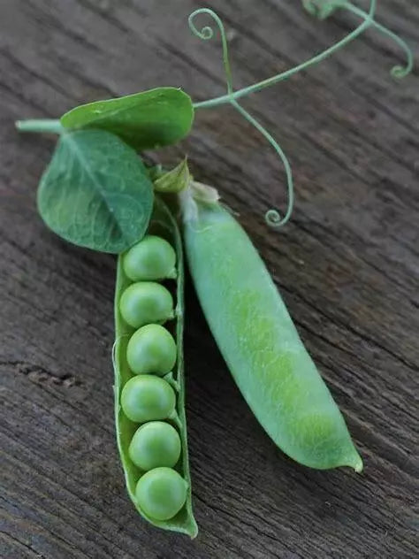 Thomas Laxton Pea Seeds 25 Ct Heirloom Vegetable Garden Variety for Trellis