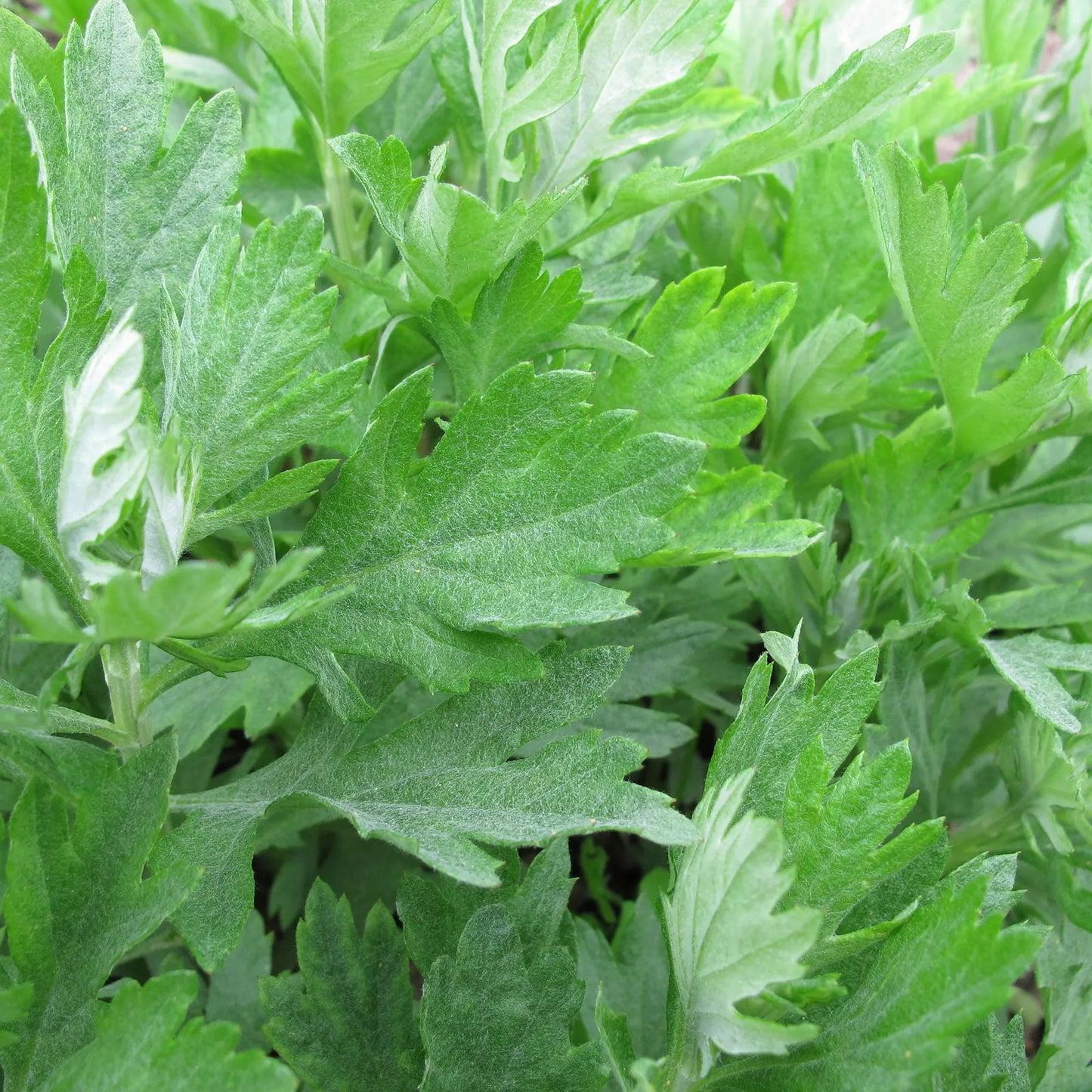 Mugwort Seeds 500+ Heirloom Artemisia vulgaris Medicinal Herb Garden Plant, Non-GMO, Free Shipping
