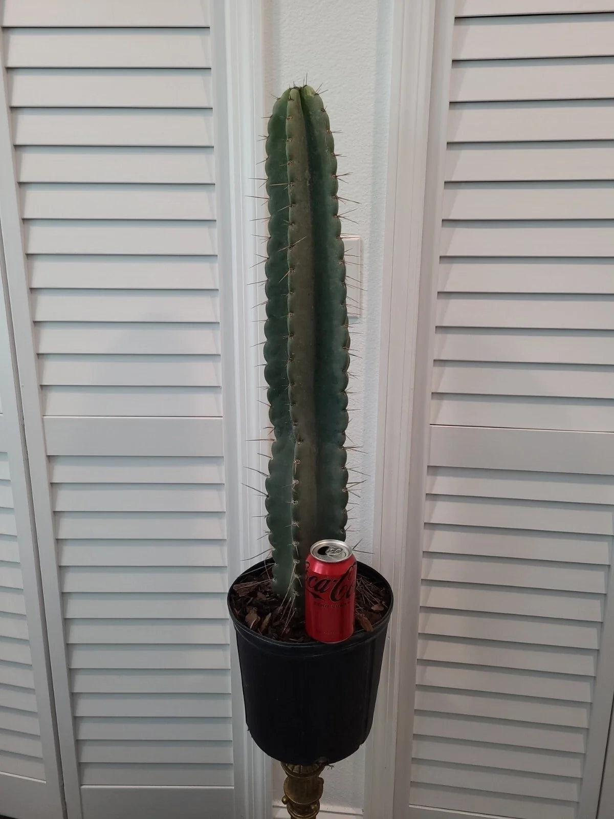 XXL Peruvian Apple Cactus 41" Pot Cereus peruvianus Indoor Outdoor Succulent Plant