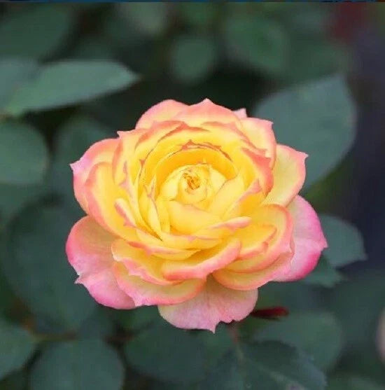 Yellow Pink Rose Seeds - Perennial Shrub Flower Seeds for Gardens & Landscapes - Rosa spp.