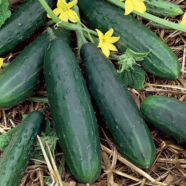 Spacemaster 80 Cucumber Seeds Heirloom Non-GMO Cucumis sativus for Vegetable Gardening, Compact Bush-Type Plant