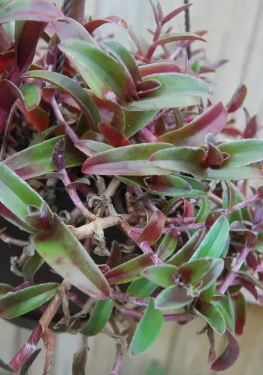 Cyanotis Obtusa Trimen Plant – Purple & Green Wandering Jewel – Tradescantia Companion