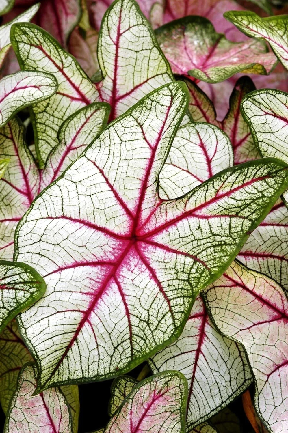 White Queen Caladium Bulbs 2 Pack, Indoor Outdoor, Caladium bicolor, Easy Care, Shade Planting